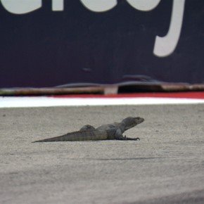 ¡Volvió Godzilla!: un lagarto obligó a frenar con bandera roja la tercera práctica en Singapur