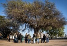Un histórico algarrobo de San Vicente fue el primer ejemplar del nuevo Catálogo de Árboles Notables de la ciudad