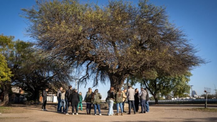 Un histórico algarrobo de San Vicente fue el primer ejemplar del nuevo Catálogo de Árboles Notables de la ciudad