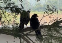 Trasladaron cinco muitú desde el Parque de la Biodiversidad a Corrientes