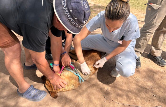 En noviembre se realizarán jornadas de vacunación antirrábica gratuitas en 10 barrios