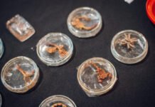 Medidas preventivas para evitar mordeduras o picaduras de animales ponzoñosos