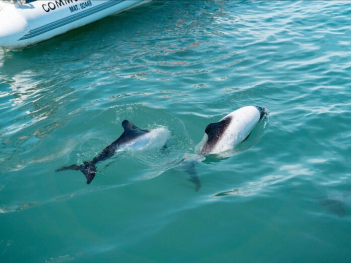Verano en Puerto Madryn: cómo es y qué se puede hacer