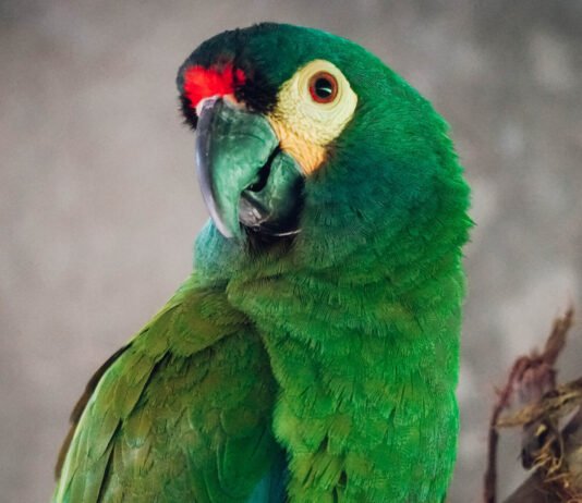 Trasladaron a un loro en peligro crítico de extinción en Argentina a la reserva Puente Verde en Misiones