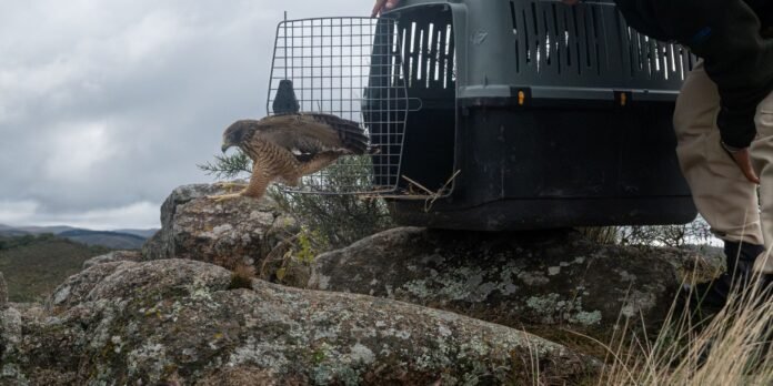 Fueron liberados veinte ejemplares de fauna silvestre en la zona de Colanchanga