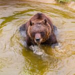 Informe sobre el estado de salud y evolución del oso Koda