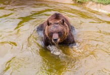 Informe sobre el estado de salud y evolución del oso Koda