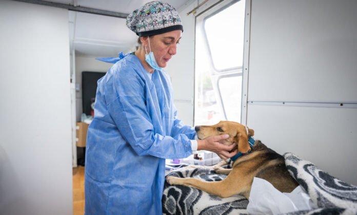 Desde mañana, vecinos podrán reservar turnos para castraciones de animales de compañía en el CPC Ruta 20